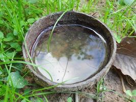 uma casca de coco tem água. faz com que o mosquito ponha ovos causando surto de dengue na Tailândia. foto