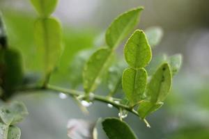 gotas de orvalho nas folhas verdes pela manhã. foto