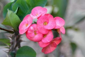 flor de espinho de cristo euphorbia milli ou coroa de espinhos flor vermelha em fundo verde natural - rosa de euphorbia milli desmoul florescendo no jardim foto