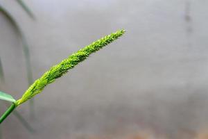 grama de curral ou espora ou echinochloa crus-galli foto