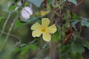 bela flor amarela de momordica charantia, muitas vezes chamada de maçã de bálsamo, pêra de bálsamo, maçã de bálsamo amargo, pepino amargo, melão amargo, cabaça de carilla, paria, bálsamo-maçã selvagem, achochilla, archicha foto