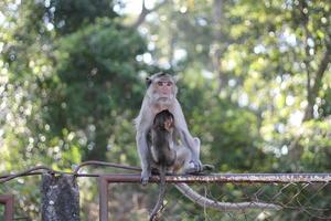 amor puro entre mãe e bebê, mãe macaco e bebê macaco. foto