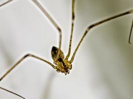 aranha de pernas longas do papai Pholcus phalangioides ou aranha de celeiro de corpo longo foto