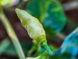 pouca pimenta caiena vermelha na fazenda de horta orgânica. plantas que são alimentos e plantas foto