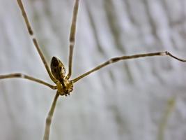 aranha de pernas longas do papai Pholcus phalangioides ou aranha de celeiro de corpo longo foto
