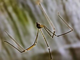 aranha de pernas longas do papai Pholcus phalangioides ou aranha de celeiro de corpo longo