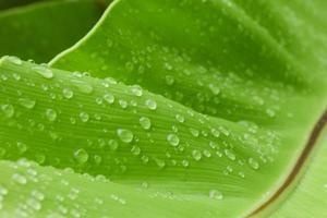 folha verde com gotas de água