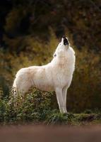 lobo ártico no outono foto