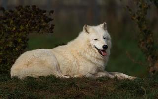 lobo ártico no outono foto