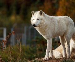 lobo ártico no outono foto