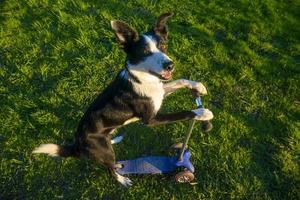 pequeno cão branco dirigindo uma scooter e de pé. cachorro fofo anda de scooter foto