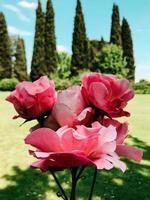 rosas em close up foto