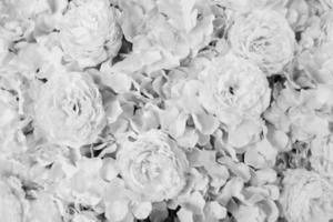 belo padrão de fundo flor em tom preto e branco. beleza da natureza e papel de parede natural em estilo monocromático. flora no parque do jardim. foto