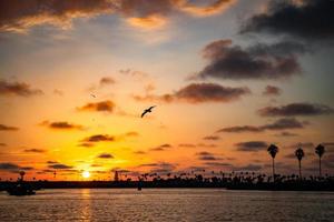 pôr do sol no oceano pacífico com silhueta de palmeira foto