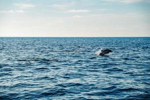 silhueta de golfinho nadando no oceano foto