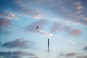 pelicano marrom e mastro de barco no céu pôr do sol foto