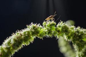 inseto em uma planta foto