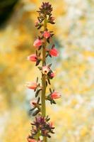 echeveria nodulosa, crassulaceae foto