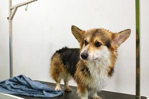 corgi welsh pembroke com toalha molhada em pé na mesa de preparação de cães no salão após o banho. pet care, bem-estar, spa, higiene, beleza do conceito de animais. fechar-se foto