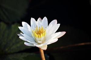flor de lótus branca