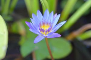 flor de lótus azul foto