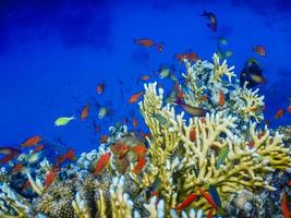 peixes coloridos sobre corais incríveis na água do mar azul profundo foto