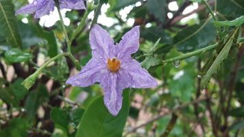 uma flor no jardim foto