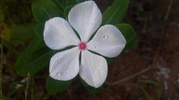 flor de pervinca de madagascar em uma planta foto