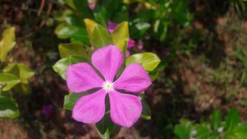 flor de pervinca de madagascar em uma planta foto