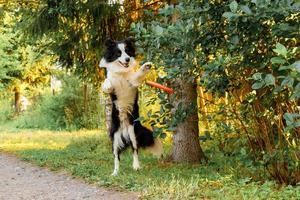 retrato ao ar livre de bonito engraçado cachorrinho border collie pegando brinquedo no ar. cachorro brincando com anel de disco voador. atividade esportiva com cachorro no parque lá fora. foto