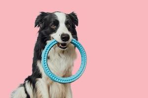 atividade do animal de estimação, cachorrinho engraçado border collie segurando o brinquedo de anel puxador azul na boca isolada no fundo rosa. cão de estimação de raça pura quer brincar com o dono. amor pelo conceito de companheiro de amizade de animais de estimação foto