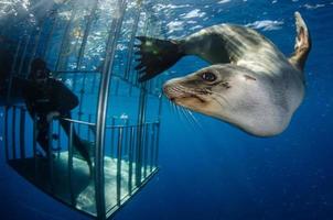 leão marinho e mergulhador em gaiola com tubarões