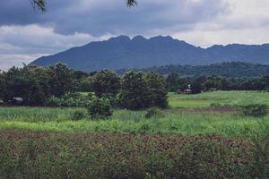 campo de arroz verde com fundo de montanhas sob céu azul, campo de arroz de vista panorâmica. foto