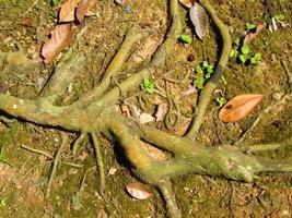 raízes de árvores de aparência única foto