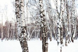 bétulas brancas na floresta coberta de neve foto