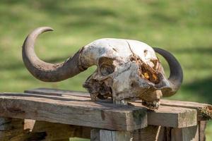 crânio de búfalo em mesa de madeira sob o sol foto