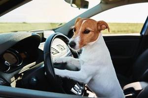 cachorro olhando pela janela do carro. foto