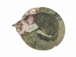 o gato adormece em uma mesa de madeira isolada em um fundo branco. pode ser usado para manipulação de fotos e publicidade
