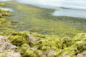 rochas verdes. praia com rochas de algas verdes na praia. conceito de ecologia e desastres naturais foto