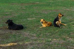 cães sem-teto no gramado. cães de rua foto