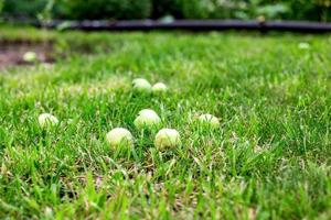 maçãs verdes na grama sob a macieira. fundo de outono maçã fresca caída na grama foto