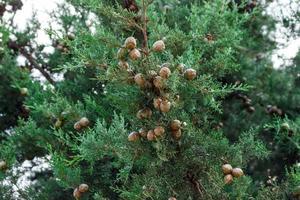 fundo de folhas verdes de um grande cipreste com muitos cones foto