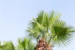 palmeiras perfeitas contra um lindo céu azul no ensolarado egito foto