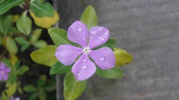 flor de pervinca de madagascar em uma planta foto