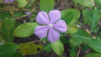 flor de pervinca de madagascar em uma planta foto