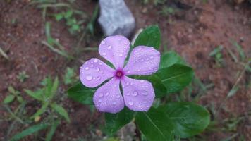 flor de pervinca de madagascar em uma planta foto