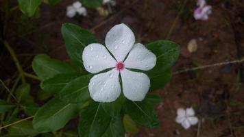 flor de pervinca de madagascar em uma planta foto