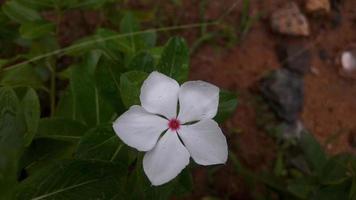 flor de pervinca de madagascar em uma planta foto