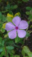 flor de pervinca de madagascar em uma planta foto