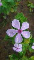 flor de pervinca de madagascar em uma planta foto